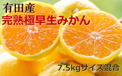 【手選別】紀州有田の完熟極早生みかん約7.5kg(サイズ混合) ※2024年10月下旬～11月上旬頃順次発送予定（お届け日指定不可）