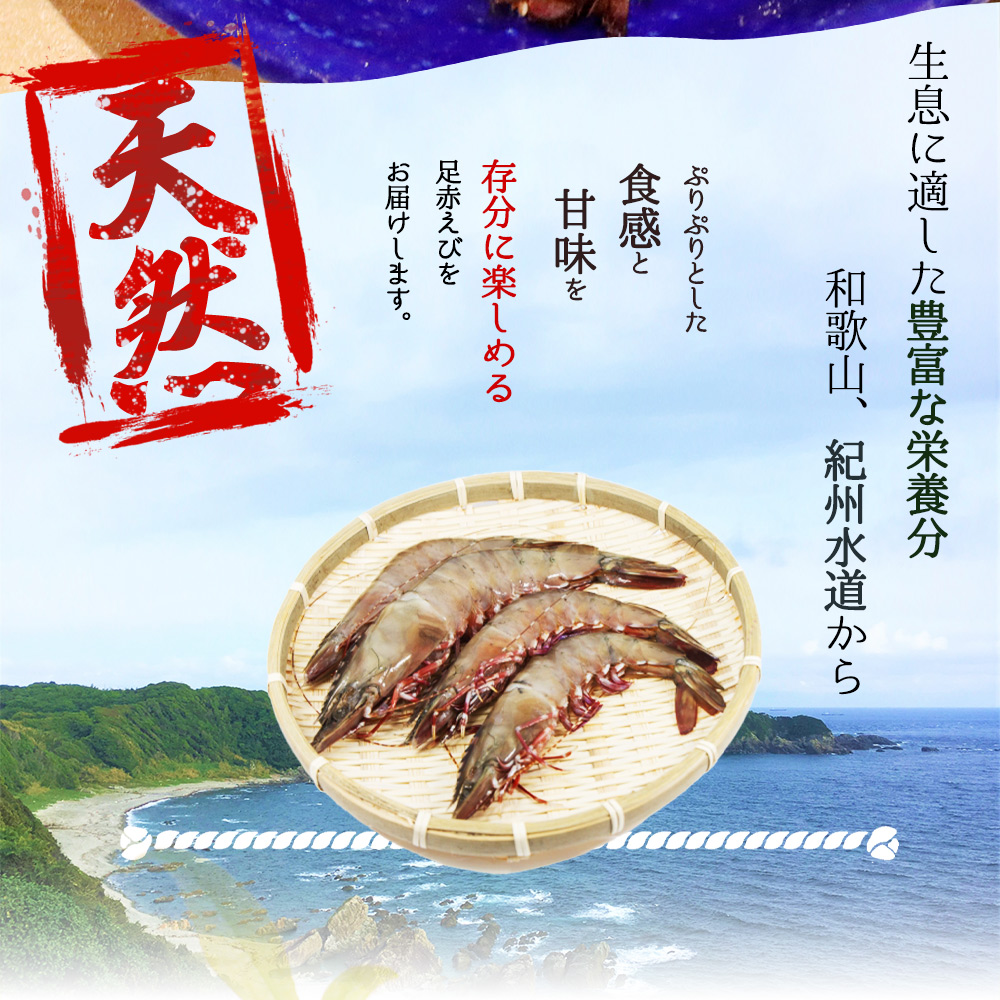 紀州和歌山産天然足赤えび540g（270g×2パック）化粧箱入 ※2024年11月上旬頃〜2025年2月上旬頃順次発送予定（お届け日指定不可）／海老 エビ えび クマエビ 足赤 天然 おかず