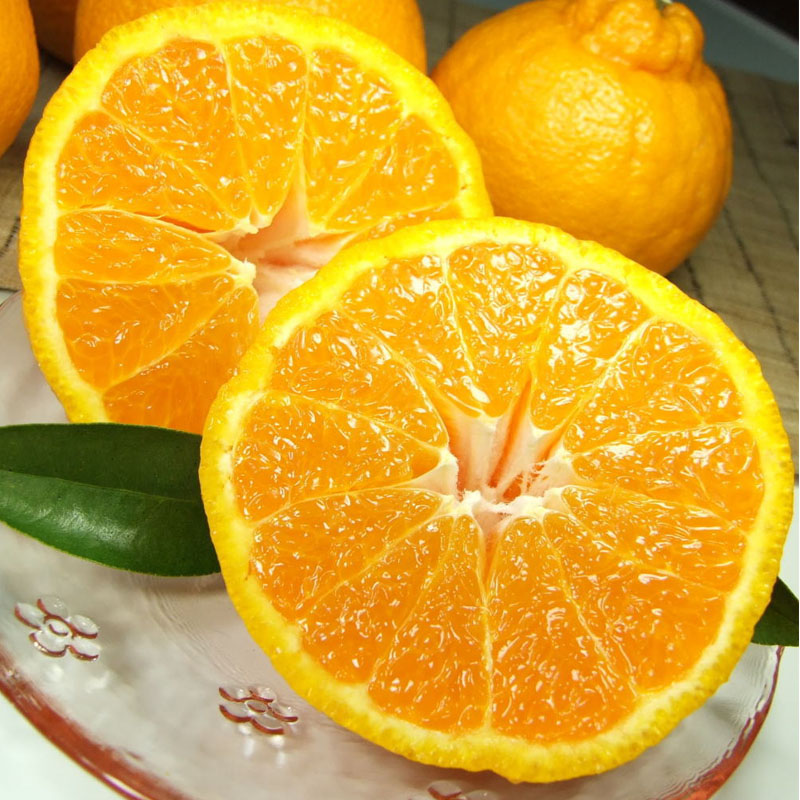 田村産「デコ」不知火[約3kg]湯浅町田村産春みかん(果実サイズおまかせ)/紀伊国屋文左衛門本舗　※2026年2月中旬～2026年3月下旬頃に順次発送予定(お届け日指定不可)【sgtb493A】