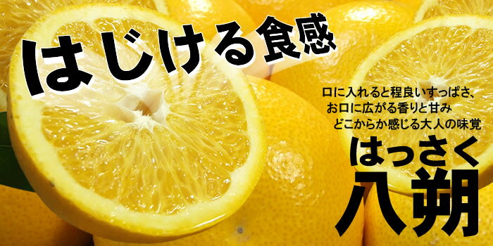 八朔(はっさく) 約10kg サイズおまかせ　紀伊国屋文左衛門本舗 ※2025年1月下旬～2025年4月上旬頃より順次発送予定【sgtb411A】