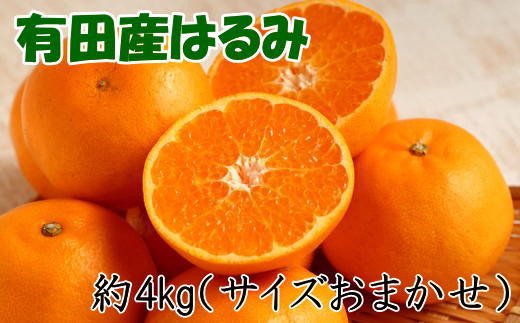 【厳選・濃厚】紀州有田産のはるみ約4kg(サイズおまかせ) ※2025年1月下旬～2025年2月中旬頃より順次発送 