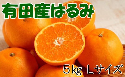 【厳選・濃厚】紀州有田産のはるみ約5kg(Lサイズ) ※2025年1月下旬～2月中旬頃順次発送（お届け日指定不可）