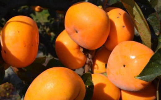 【秋の味覚】和歌山産のたねなし柿ご家庭用約7.5kg※2024年10月上旬～11月上旬頃に順次発送