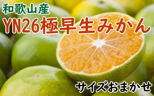 【産直】YN26極早生みかん約5kg（2S～Mサイズおまかせ）※2024年9月中旬～10月中旬頃より順次発送