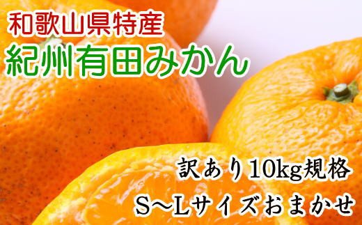 [訳あり規格]和歌山有田みかん10kg（S～Lサイズおまかせ）※2024年11月中旬～1月中旬頃順次発送予定（お届け日指定不可）