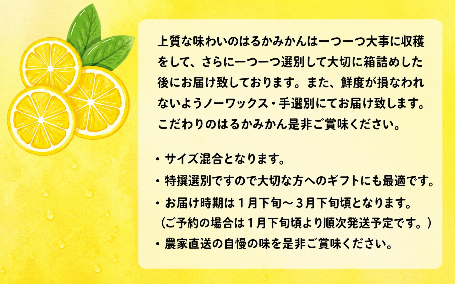 【先行予約】【人気柑橘】特撰はるか みかん約3kg+200g(傷み補償分) ※2027年1月下旬～3月下旬に順次発送予定 ※着日指定不可【ard249A】