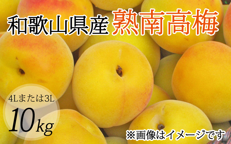 【梅干・梅酒用】（4Lまたは3L－10kg）熟南高梅＜2025年6月上旬～7月上旬ごろに順次発送予定＞ / 梅 青梅 梅干 梅干し 大容量 梅酒 お酒