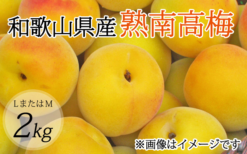 【梅干・梅酒用】（LまたはM－2Kg）熟南高梅＜2025年6月上旬～7月上旬ごろに順次発送予定＞