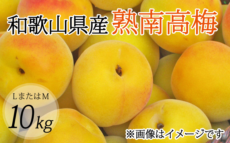 【梅干・梅酒用】（LまたはM－10Kg）熟南高梅＜2025年6月上旬～7月上旬ごろに順次発送予定＞