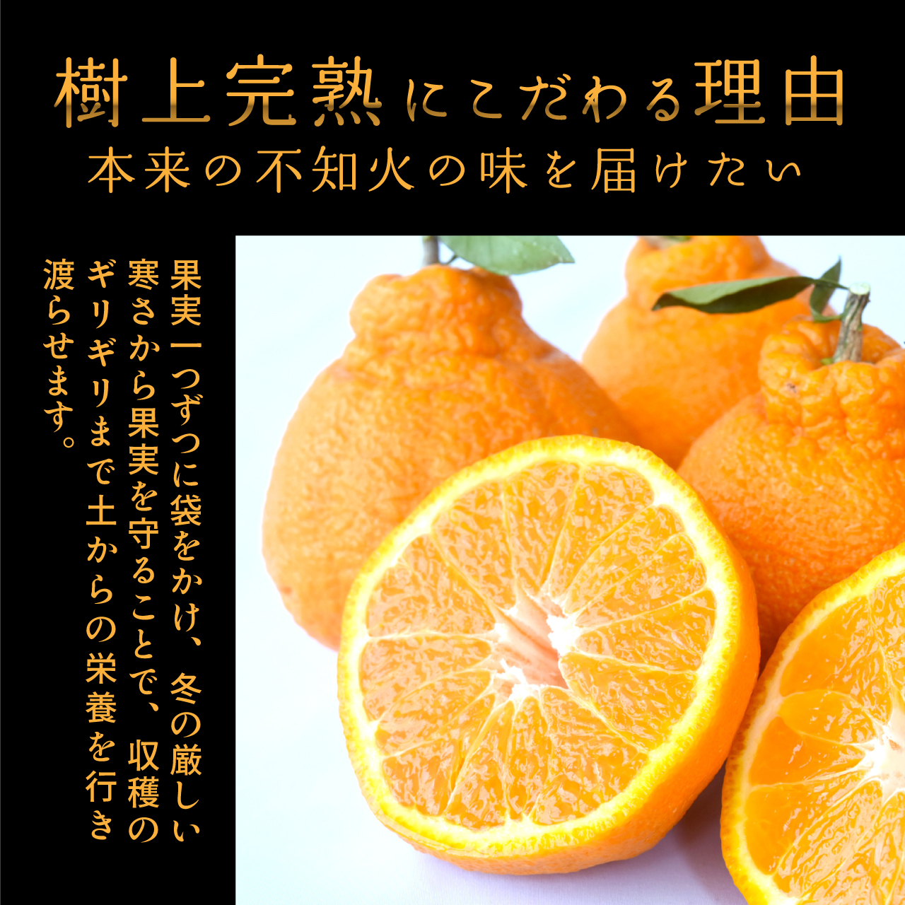 【先行予約】【数量わずか】樹上完熟しらぬい（不知火） 5個~8個 秀品 2026年2月下旬～2026年4月中旬頃に順次発送予定（お届け日指定不可）/ 和歌山 みかん しらぬい 不知火 フルーツ 柑橘 蜜柑 果物 くだもの【kgr014】