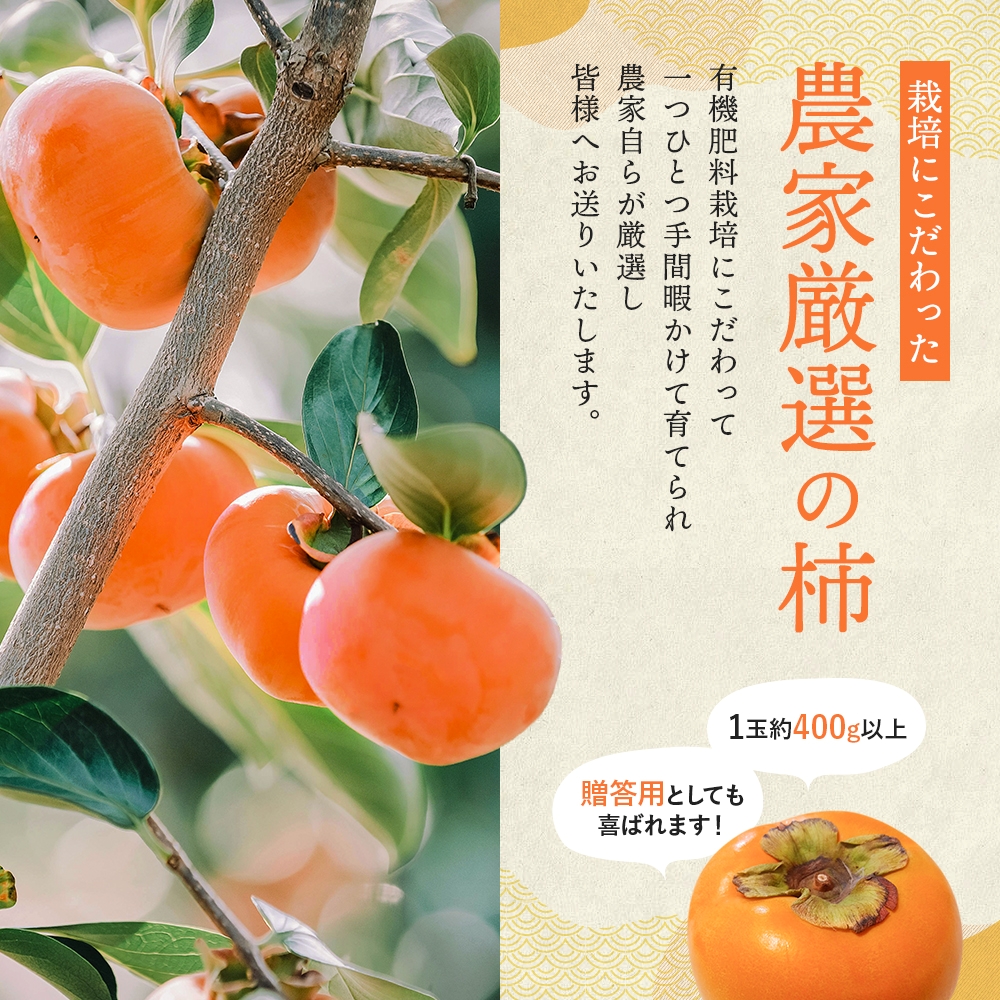 希少な柿【輝太郎】大玉6個～7個 コクのある甘さ！こだわり農家厳選 【2026年9月末～10月末頃に順次発送予定】/ 柿 かき 果物 フルーツ 輝太郎 デザート おやつ 和菓子 菓子 お菓子 和歌山産 和歌山県産【kgr018】