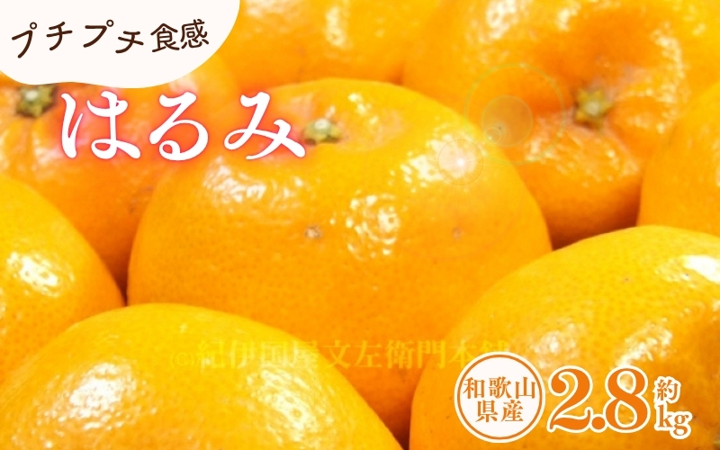はるみ 約2.8kg / サイズおまかせ　※2026年1月下旬～2026年3月中旬頃に順次発送予定(お届け日指定不可)　紀伊国屋文左衛門本舗　【sgtb461B】