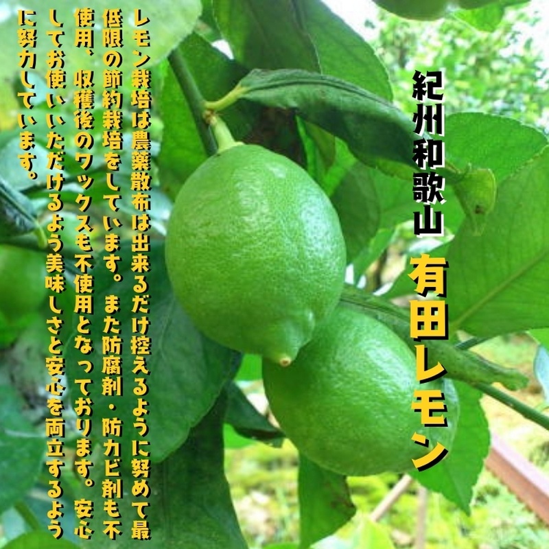 【国産】紀州和歌山 有田レモン 1kg+200g(傷み補償分) ※2026年9月下旬～2027年3月下旬に順次発送【ard030B】