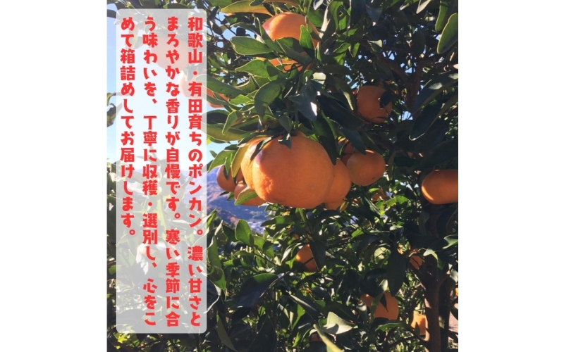 【先行予約】【極甘柑橘】有田育ちの 濃厚 ポンカン（訳あり 家庭用）約3kg+200g(傷み補償分)　※2027年1月上旬～3月上旬頃に順次発送予定 ※着日指定不可【ard155D】