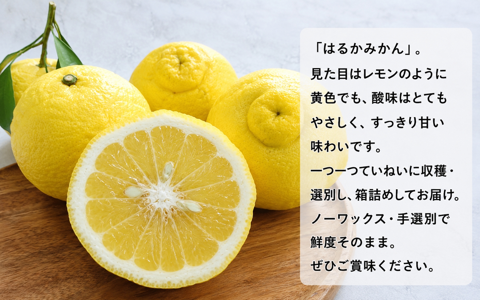 【先行予約】【人気柑橘】特撰はるか みかん約1.5kg+200g(傷み補償分) ※2027年1月下旬～3月下旬に順次発送予定 ※着日指定不可【ard248A】