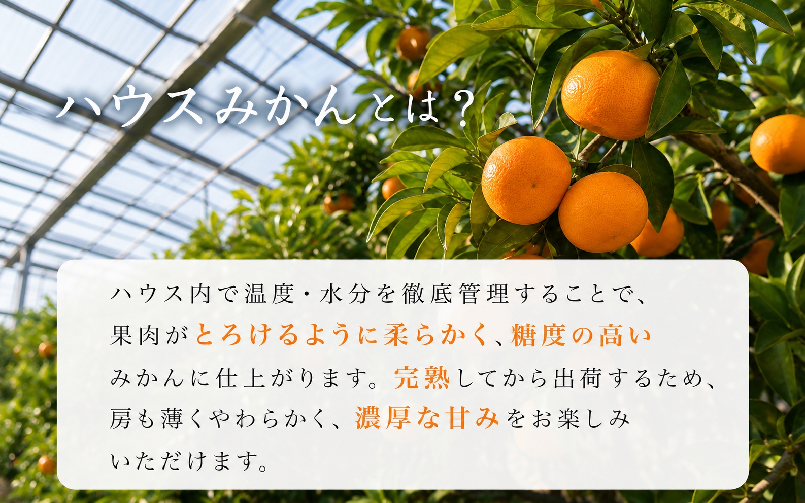 襍、遘蜩√邏蟾槫柱豁悟アア繝上え繧ケ縺ソ縺九s2.5kg縲蝉コ育エ縲鯛サ2027蟷エ6譛域忰鬆縲7譛井クュ譌ャ鬆縺ォ鬆谺。逋コ騾∽コ亥ョ(縺雁ア翫¢譌・謖螳壻ク榊庄)縲訊ot735A縲