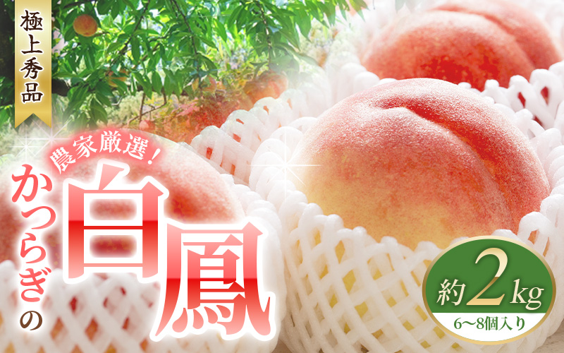 【先行予約】桃 の 王様 白鳳 ＼特秀品／ 【3玉 or 約2kg】 【2027年6月20日頃～順次発送予定】（お届け日指定不可） / 和歌山 桃 モモ  フルーツ もも 白桃 果物 くだもの 【kgr009B】