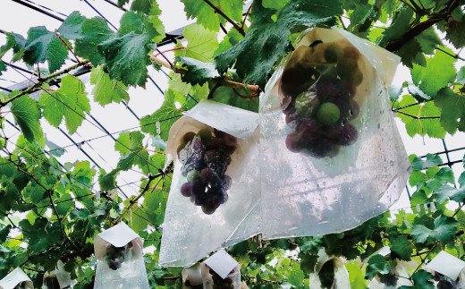 【予約受付】ブラックオリンピア 約1kg（2～3房）【8月中に順次発送】 巨峰に似たはちみつぶどうと呼ばれる幻のぶどう 【nuk114A】