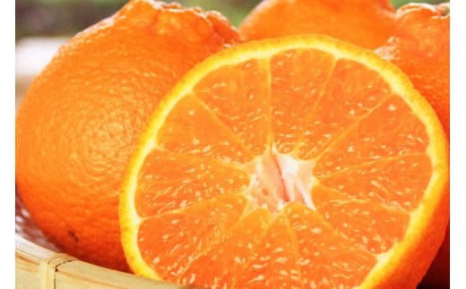 果肉プリプリ♪　完熟紀州デコ(不知火) 約5kg　※2026年2月下旬頃～2026年3月中旬頃発送【uot707A】