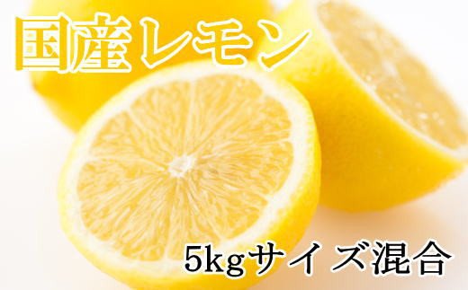 【産直】和歌山産レモン約5kg（サイズ混合）※2025年3月下旬～2025年5月上旬頃に順次発送【tec505A】