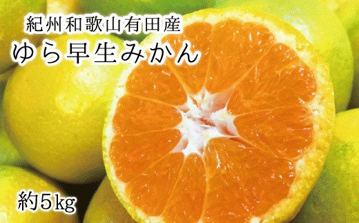 紀州和歌山有田産ゆら早生みかん 5㎏　※2025年10月上旬頃～2025年10月末頃に順次発送（お届け日指定不可）【uot721】