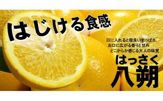 八朔(はっさく) 約5kg サイズおまかせ　紀伊国屋文左衛門本舗 ※2025年1月下旬～2025年4月上旬頃に順次発送予定【sgtb410A】