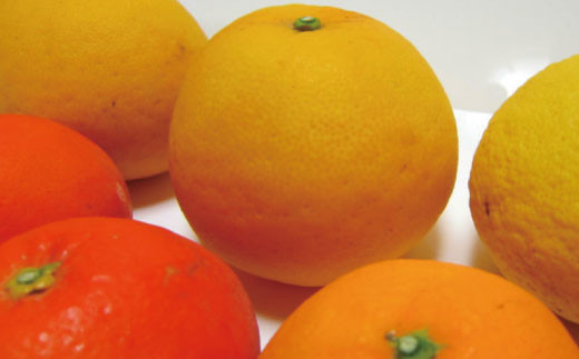 【先行予約】有田育ちの濃厚柑橘詰め合わせセット(ご家庭用)　約2.5kg【１月中旬～4月下旬頃順次発送】