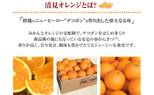 清見オレンジ約5kg / 果実サイズおまかせ ※2026年2月中旬～2026年4月下旬頃発送予定 / 紀伊国屋文左衛門本舗【sgtb400B】