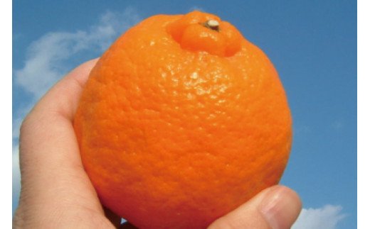 ポンカン 約8kg / サイズおまかせ　※2026年1月下旬～2026年2月下旬頃に順次発送予定(お届け日指定不可)　紀伊国屋文左衛門本舗　【sgtb450B】