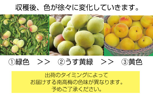 【梅干・梅酒用】（3Lまたは2L－2Kg）熟南高梅＜2025年6月上旬～7月上旬ごろに順次発送予定＞/ 梅 青梅 梅干 梅干し 大容量 梅酒 お酒