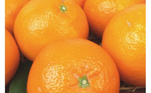 伊予柑(いよかん) 約8kg / サイズおまかせ　※2026年1月中旬～2026年2月中旬頃に順次発送予定(お届け日指定不可)　紀伊国屋文左衛門本舗　【sgtb440B】