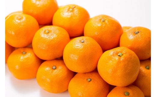 【予約受付】田村みかん 特選ギフト品 10kg【Mサイズ】赤秀/紀州和歌山有田郡湯浅町田村地区産 ◆2026年11月下旬～2027年1月中旬頃に順次発送予定(お届け日指定不可)　紀伊国屋文左衛門本舗【sgtb303C】