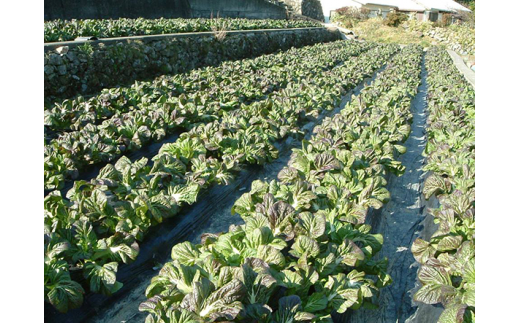 縲先眠螳ョ蜷咲黄縲代a縺ッ繧頑シャ繧サ繝繝医仙商貍ャ莉倥″縲代震bs002A縲