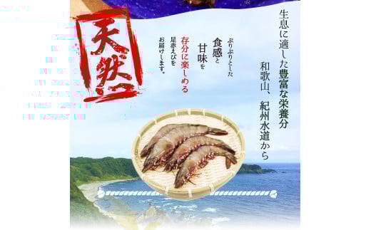 紀州和歌山産天然足赤えび540g×2箱（270g×4パック）化粧箱入 ※2026年12月上旬〜2027年2月上旬頃順次発送予定（お届け日指定不可）／海老 エビ えび クマエビ天然【uot773A】