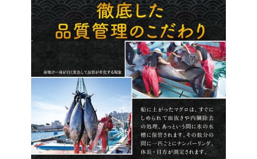 本マグロ（養殖）トロ＆赤身セット 1,350g   【12月26日～30日に発送】 高級 クロマグロ  中トロ 中とろ まぐろ マグロ 鮪 刺身 赤身 柵 じゃばらまぐろ 本マグロ 本鮪 年内配送 年内発送 お正月 正月【nks111B-sg】