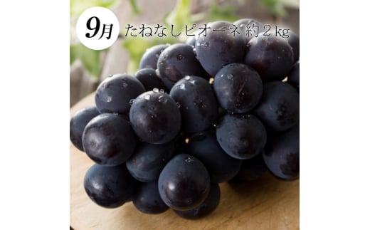 【3か月定期便】和歌山産フルーツ定期便！人気の桃・梨・ピオーネ　旬のフルーツを毎月お届け♪【tkb114】