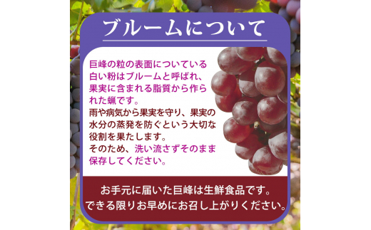 紀州和歌山産 巨峰ぶどう 約2kg ※2025年8月下旬～9月上旬頃に順次発送 ※日付指定不可 巨峰 ぶどう ブドウ 葡萄 果物 くだもの フルーツ【uot784A】