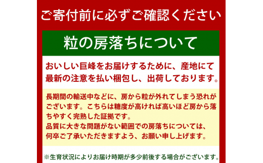 紀州和歌山産 巨峰ぶどう 約2kg ※2025年8月下旬～9月上旬頃に順次発送 ※日付指定不可 巨峰 ぶどう ブドウ 葡萄 果物 くだもの フルーツ【uot784A】