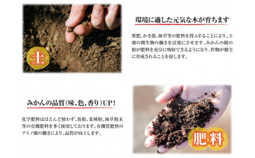 清見オレンジ約8kg / 果実サイズおまかせ ※2026年2月中旬～2026年4月下旬頃発送予定 / 紀伊国屋文左衛門本舗【sgtb401C】