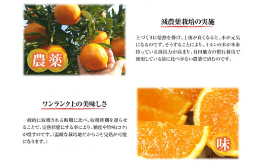 清見オレンジ約8kg / 果実サイズおまかせ ※2026年2月中旬～2026年4月下旬頃発送予定 / 紀伊国屋文左衛門本舗【sgtb401C】