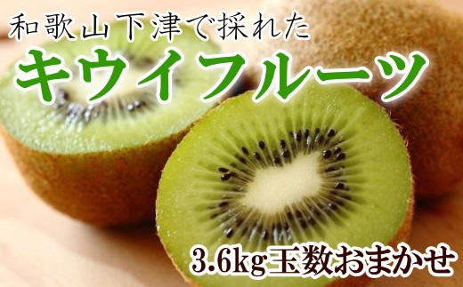 和歌山の下津で採れたキウイフルーツ約3.6kg（玉数おまかせ・秀品）※2027年1月中旬～2027年3月上旬頃に発送【tec502B】