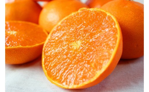 【ご家庭用訳あり】紀州和歌山産　せとか　約5kg　【先行予約】【みかん】　※2027年2月中旬頃〜2027年3月中旬頃発送予定（お届け日指定不可）【uot748A】