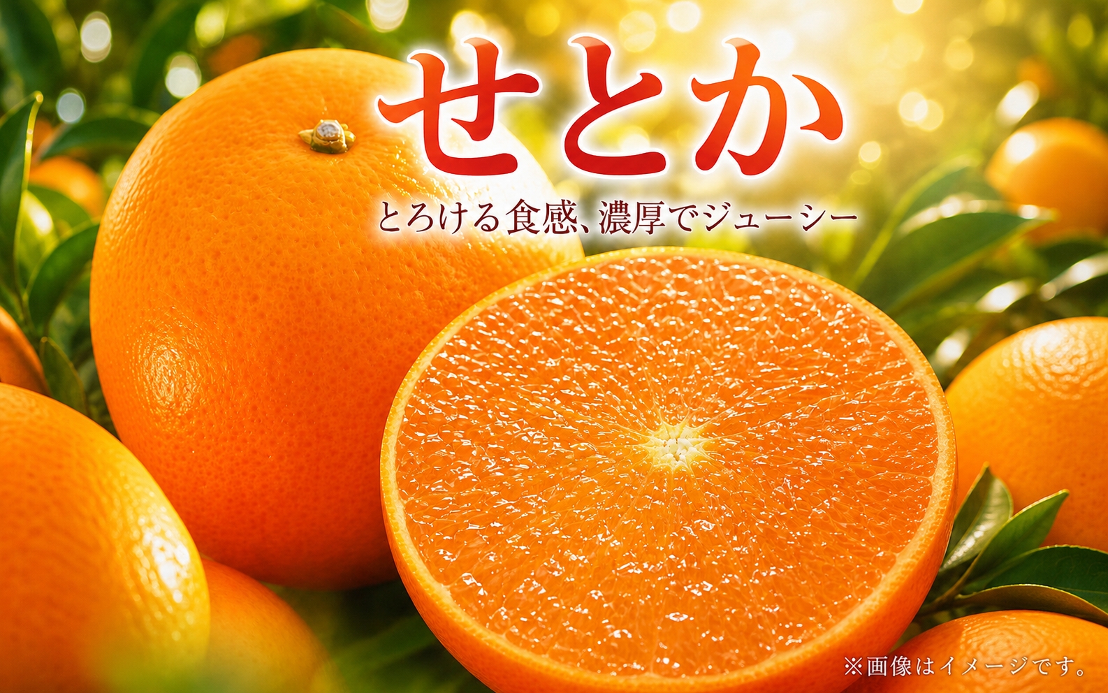 とろける食感 ジューシー柑橘 せとか 約2.5kg みかん 蜜柑 柑橘 オレンジ 果物 フルーツ 国産 和歌山県広川町 ※2027年1月下旬頃～2027年2月上旬頃に順次発送予定【uot789A】