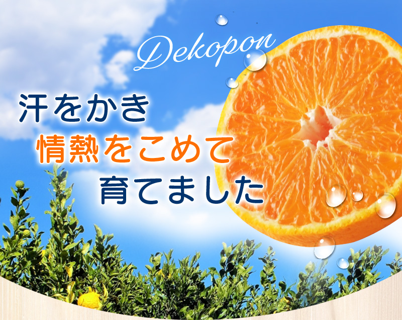 【訳あり】ちょこっと訳あり不知火デコポン 約7kg【ご家庭用】  サイズ混合　※2025年2月中旬～4月中旬に順次発送予定（お届け日指定不可）/ 不知火 デコポン みかん 訳あり ワケアリ 家庭用 ご家庭用 7kg 【nuk120B】