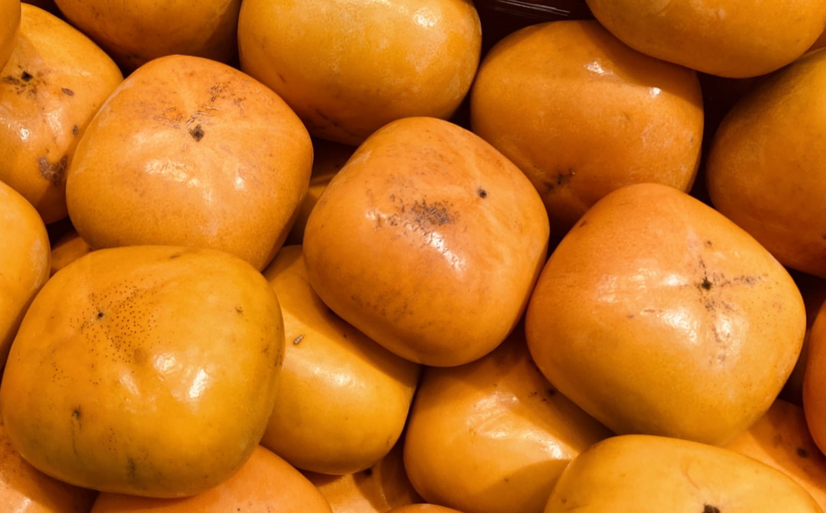 和歌山県産 貯蔵たねなし柿化粧箱入り（6玉～8玉入り） ※2026年12月中旬～2027年1月上旬頃に順次発送 / 果物 フルーツ かき 旬【tec941B】