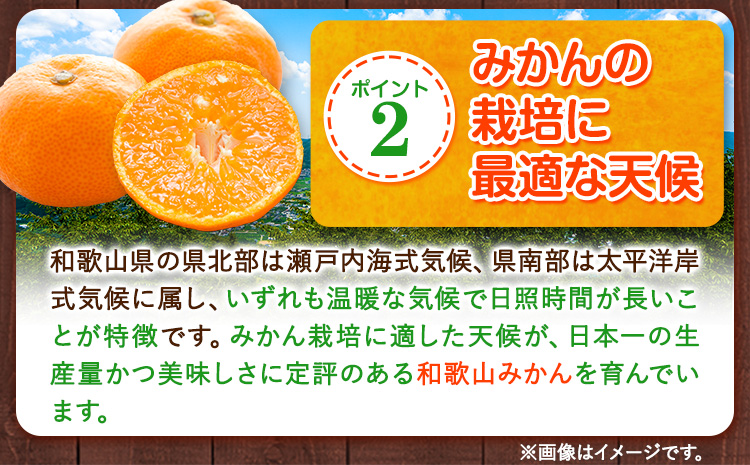 【訳あり/サイズ不選別】 和歌山みかん 約5kg 和歌山県産 《11月中旬から1月中旬に出荷予定(土日祝除く)》たっぷり ご家庭用 2L〜2S 産地直送 みかん 旬 蜜柑 ミカン 柑橘 果物 フルーツ 和歌山県 紀の川市