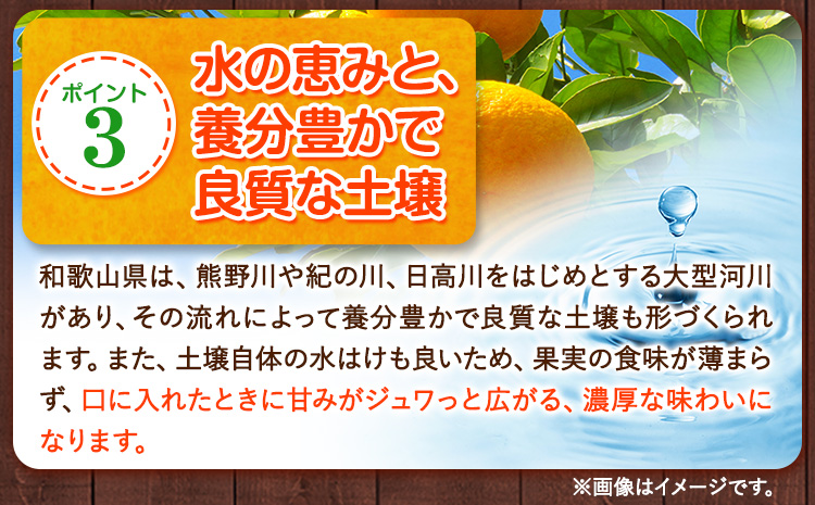 【ふるさと納税】【訳あり/サイズ不選別】 和歌山みかん 約10kg 和歌山県産 《11月中旬から1月中旬に出荷予定(土日祝除く)》たっぷり ご家庭用 2L〜2S 産地直送 みかん 旬 蜜柑 ミカン 柑橘 果物 フルーツ 和歌山県 紀の川市