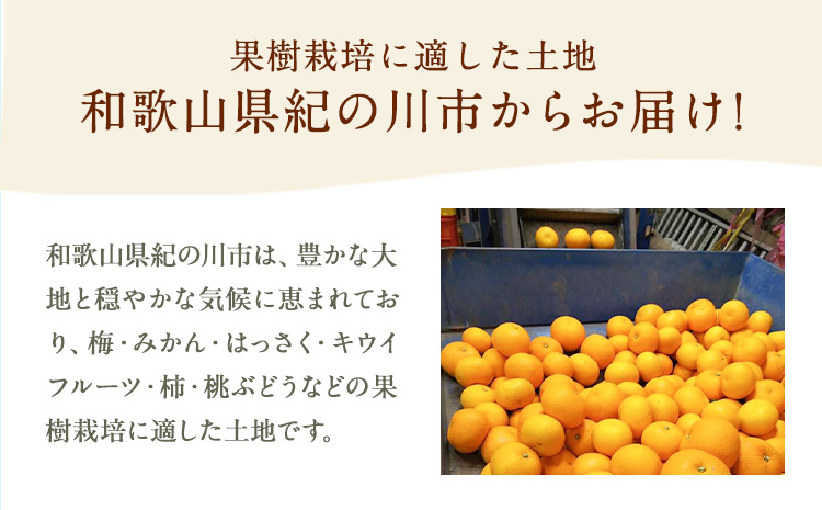 八朔 約10kg ｍ＆ｎ果実園《2025年1月下旬-3月中旬頃出荷》和歌山県 紀の川市 果物 フルーツ はっさく 柑橘類 送料無料
