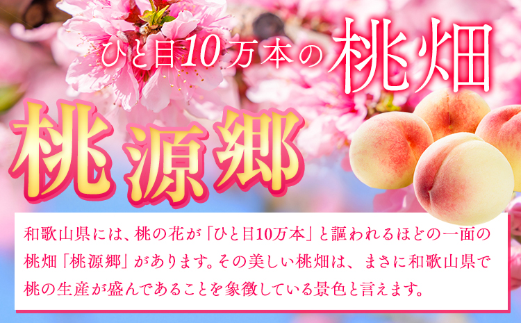 桃 もも 紀の里の桃 約4kg 《2025年6月中旬-8月中旬頃出荷》 和歌山県産 送料無料 10-15玉入り 旬の桃を厳選 あかつき モモ 果物 フルーツ お取り寄せ 予約 和歌山 白鳳 日川白鳳 八旗白鳳 清水白桃 川中島白桃 つきあかり なつおとめ