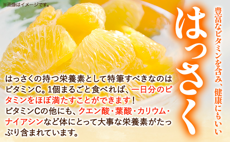 訳あり サイズ不選別 早生･晩生指定不可 はっさく 約9kg (4L~Sサイズ)《2024年2月上旬-4月中旬頃出荷》和歌山県 紀の川市 産地直送 みかん 八朔 柑橘 果物 フルーツ ご家庭用 ビタミンC たっぷり 8000円